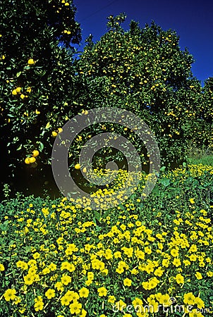 Spring flowers in Orange Groves, Ventura County, CA Stock Photo