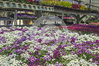 Spring flowers organic in michigan seasonal planter racks in greenhouse of local plants. Copyspace in top right. Stock Photo