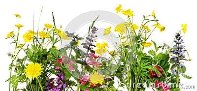 Spring Flowers Panorama Stock Photo