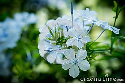 Spring flowers in the park Stock Photo