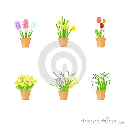 Spring flowers in pot. Flat design red tulips, white snowdrops, yellow primrose Vector Illustration