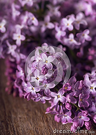 Purple lilac blossom on rustic wooden background. Stock Photo