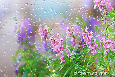 spring flowers rain drops, flowers fresh rain Stock Photo