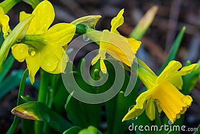 Spring Flowers After Rain Stock Photo