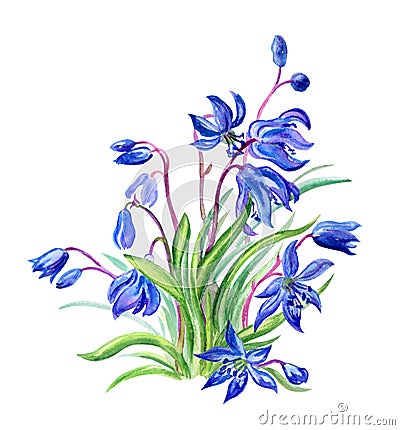 Spring flowers Scylla in grass, watercolor Stock Photo