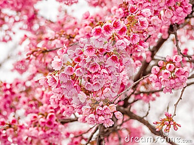 Spring flowers series, Beautiful Cherry blossom Stock Photo