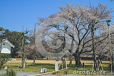 Beautiful Cherry blossom , white sakura flower Editorial Stock Photo