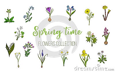 Spring flowers set crocus, muscari, wood sorrel Vector Illustration