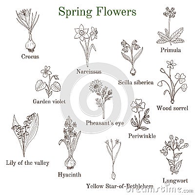 Spring flowers set Vector Illustration