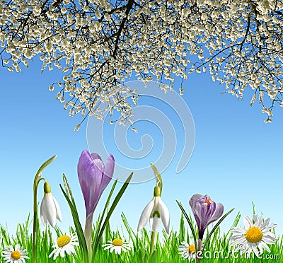 Spring flowers snowdrops, Crocus and Daisy Stock Photo
