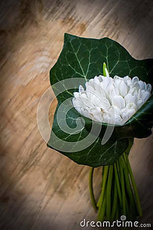 Spring flowers, snowdrops 8 March Women`s Day. Editorial Stock Photo