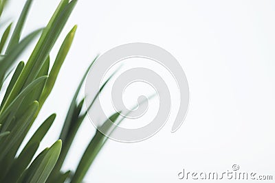 Spring flowers. spring still-life with sprouts of narcissus. green leaves Stock Photo