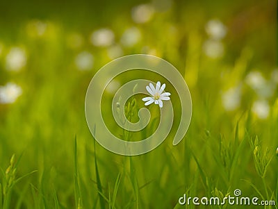 Spring flowers. Flowers of stella holostea Stock Photo