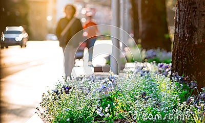 Spring flowers beside the street in the city on blurred people walking and car driving on the road. Beautiful white and purple Stock Photo