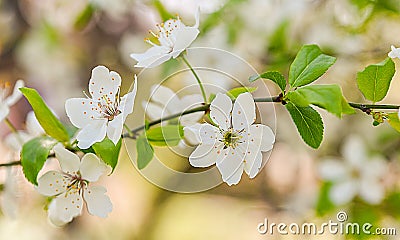 spring flowers trees background Stock Photo