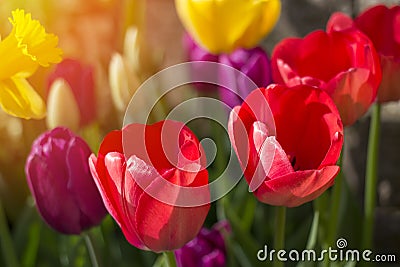 Spring flowers and tulips born into existance in April and May w Stock Photo