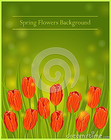 Spring Flowers Tulips Vector Illustration. Vector Illustration