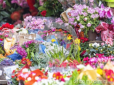 Spring flowers variety to buy Stock Photo