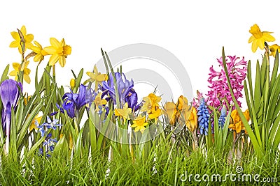 Spring flowers Stock Photo