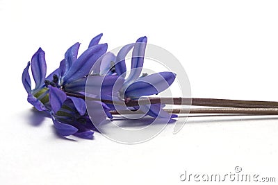 Spring flowers-violet Stock Photo