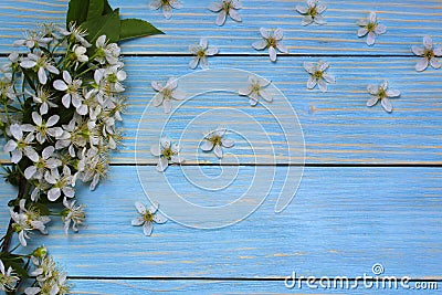 Spring, flowers, white, background, flower, blossom, tree, sky, petal, isolated, photo, branch, bloom, nature, pink, green, abst Stock Photo