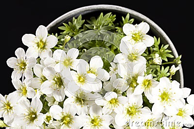 Spring flowers white Saxifraga paniculata in pot on black background. Stock Photo