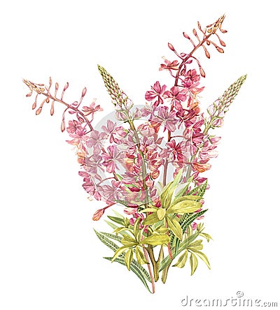 Spring flowers Willow-nerb and Lupine tree isolated on white background. Watercolor hand drawn illustration. Cartoon Illustration