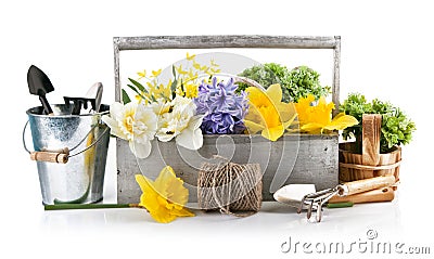 Spring flowers in wooden basket with garden tools Stock Photo