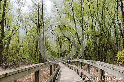 Spring footway in Toogood Pond Park Stock Photo