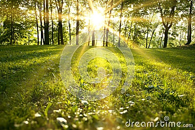 Spring forest Stock Photo