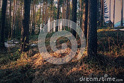 Spring forest Stock Photo