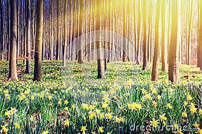 Spring forest covered by yellow daffodils Stock Photo