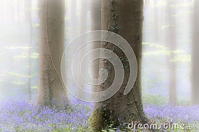 Spring forest with early violet blue bells in the foggy mist Stock Photo