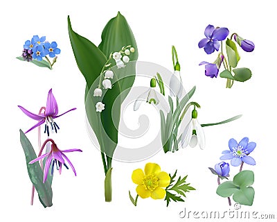 Spring forest flower set - realistic style vector. Vector Illustration