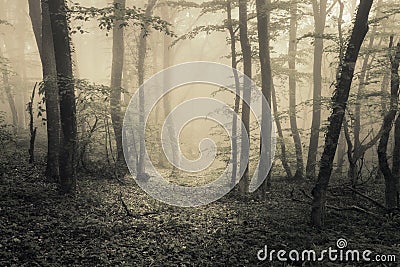 Spring forest in fog. Beautiful natural landscape. Vintage styl Stock Photo
