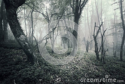 Spring forest in fog. Beautiful natural landscape. Vintage styl Stock Photo