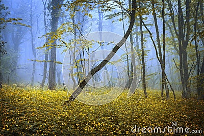 Spring forest in fog. Beautiful natural landscape. Vintage style Stock Photo