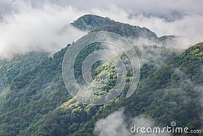 Spring Forest in Fog Great Smoky Mountains Stock Photo