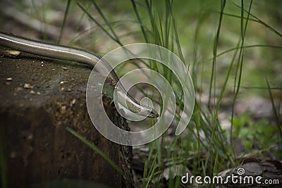 In the spring in the forest a lizard without legs a spindle crawls on a stump Stock Photo