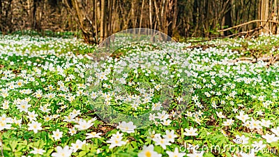 Spring forest photo landscape with copy space. A carpet of white anemone flowers in a picturesque hollow. Snowdrop windflower Stock Photo
