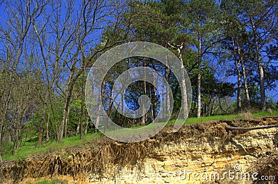 Spring forest on several underground soil layers Stock Photo