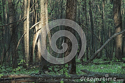 Spring forest in sunlights, selective focus. Walk in picturesque woods Stock Photo