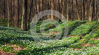 Spring forest during sunset. Flower blossoms in the springtime in the forest. Landscape in spring. Photo for the background. Stock Photo