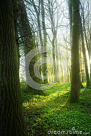 Spring forest with wood anemone flowers and fresh green grass on Stock Photo