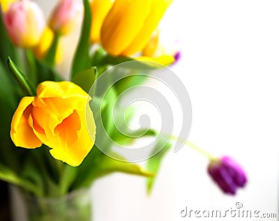 Spring fresh bouquet of colorful beautiful yellow tulips - holidays Stock Photo