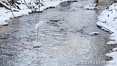 Spring för isvatten i en snabb vårström Trädfilialer som trycker på liten vikvatten stock video Spring för isvatten i en snabb vårström Trädfilialer som trycker på liten vikvatten stock video