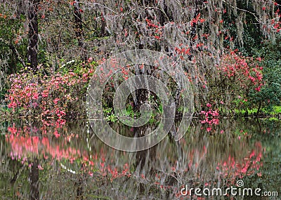 Spring Garden Charleston South Carolina SC Stock Photo