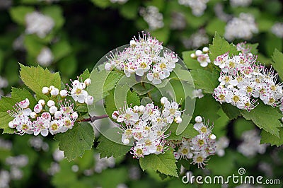 Spring garden flower hawthorn tree beauty Stock Photo
