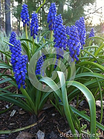 Spring in the garden Stock Photo