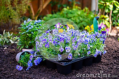 Spring garden works, ready for planting in soil ornamental colorful flowers of viola plant Stock Photo